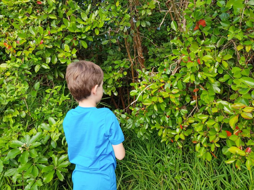 cueillette de fruits ile maurice