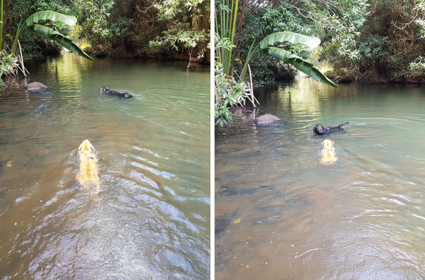 chien se baigne