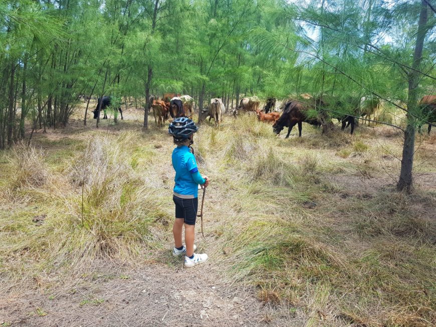 excursion ile maurice