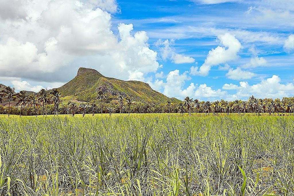 Lion Mountain seen from a sugarcane field