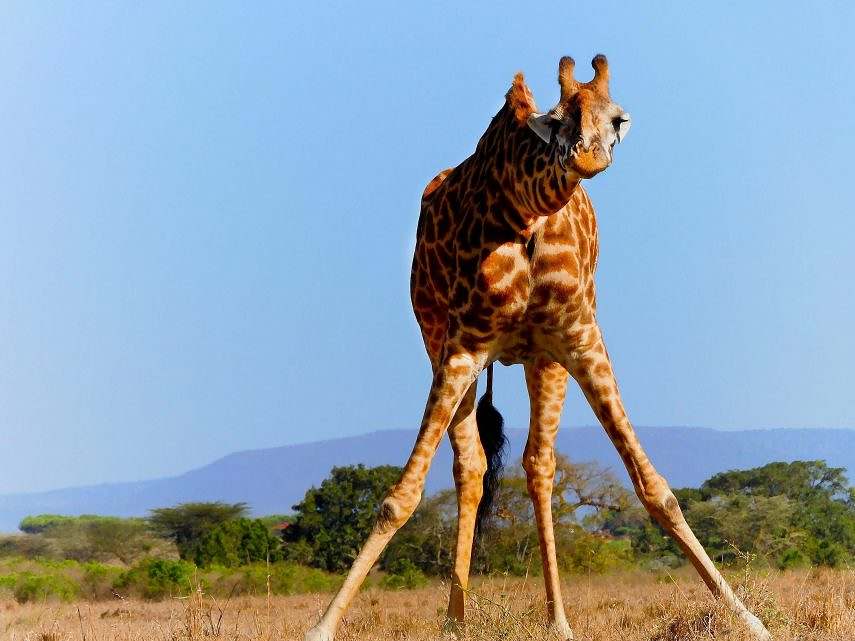 giraffe Afrique